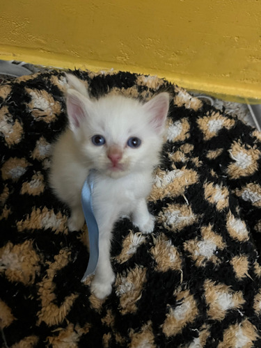 Gatito Siamés Tabby Point. Bello! Blanco