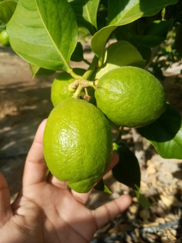 Limones Fino X Mayor S/ 1.00