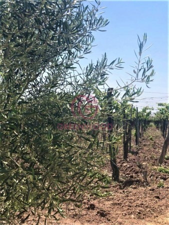 Imagen 7 de 19 de Greenwood Vende Hermosa Finca Con Viñedos, Casa, Galpon Y Pozo Para Riego