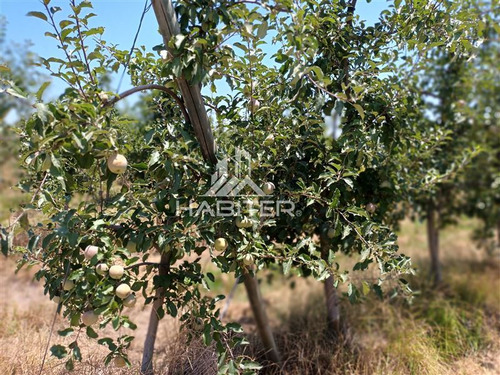 Imagen 28 de 30 de Agrícola En Venta En Curicó