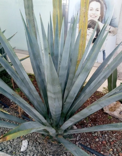 Agave Tequilana Weber, Agave Azul, 100 Semillas, Mp