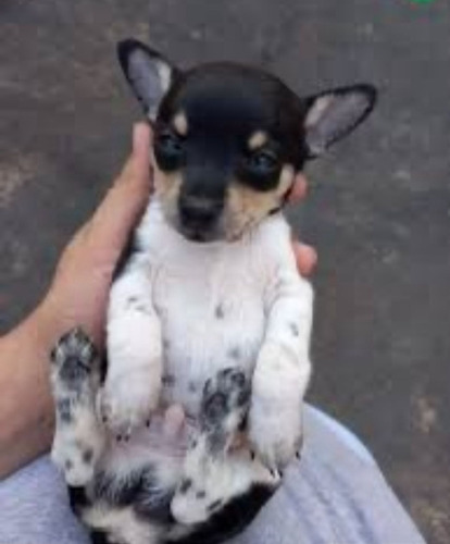 Lindissimo Filhote Pinscher Branco/preto