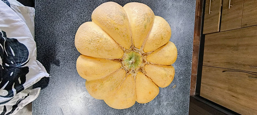 Semillas De Melón Plátano O Melona Orgánico Prosperidad