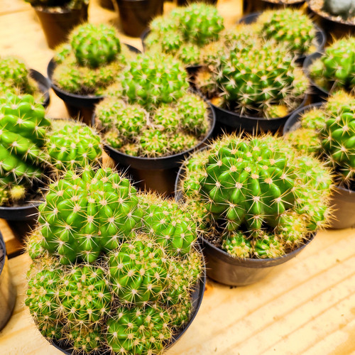 Cacto Echinopsis Calochlora N/a