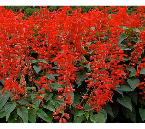 Salvia Splendens - De Flor Rojo Escarlata