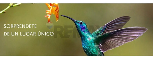 Terrenos 5.000 M² Cerca De Corralco, Curacautín.