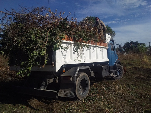 Sacamos Árboles De Raíz Podamos Altura Trabajamos Con Grúa