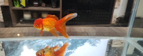 Pez Oranda Cabeza De Leon .2 Durazno Dorado