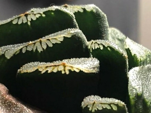 Semillas De Suculenta Haworthia Truncata