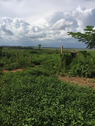 Imagen 4 de 14 de Finca En Venta Areo - Municipio Cedeño
