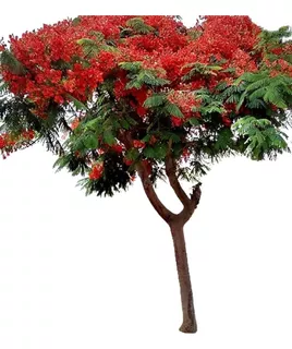 Ponciana Planta Flamboyan Arbol Acacia Maceta Flores