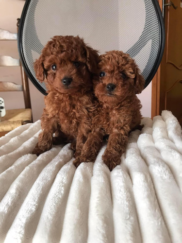 Hembritas Poodle Toy Inscritas Kcc Pequeñitas