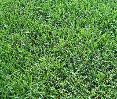 Semillas De Bermuda Grass 100gr