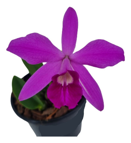 Orquidea Cattleya Hadrolaelia Sincorana Tipo Planta Adulta