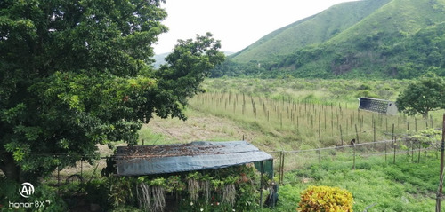 Imagen 22 de 24 de Se Vende Finca En Guayabita Turmero Estado Aragua/yessika Berrios 04249155109