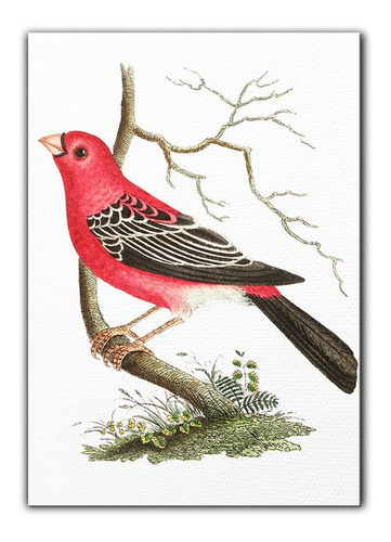 Cuadro Decorativo Canvas 100x140cm Pajaro Rojo Sobre Rama