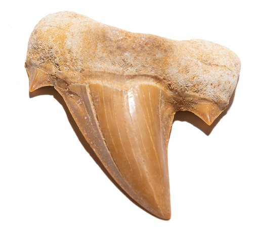 Auténticos Dientes De Tiburón Prehistóricos Fosilizados