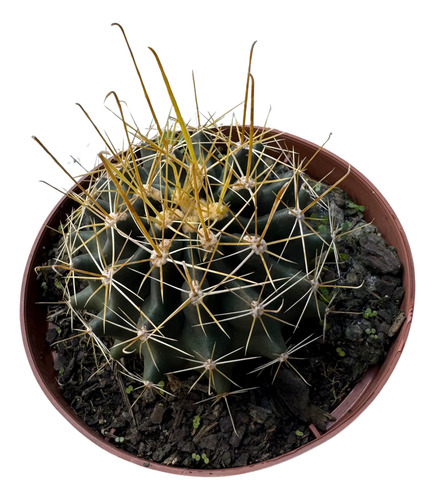 Muda Cacto Hamatocactus Sinuosus Espinhos De Anzol Sol Pleno