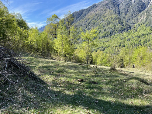 Bosque Puesco - Curarrehue, La Araucanía