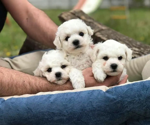 Cachorros French Poodle Mini