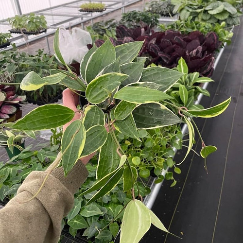 Hoya Macrophylla 4 Pot