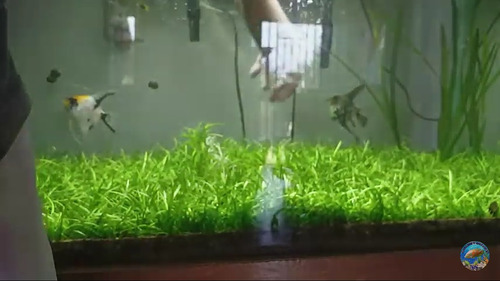 Imagen 1 de 4 de Sagitaria Subulata Tapizante Plant - Unidad a $1000