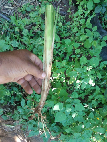 Pasto Vetiver (chrysopogon Zizanioides) 100 Pza + 20 Regalo