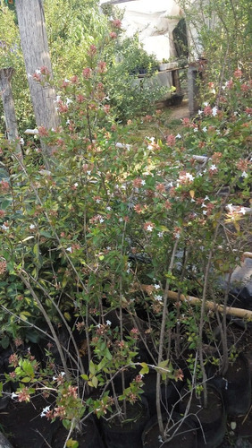 Abelia Grandiflora - 10 Lts. Vivero Rolocampo
