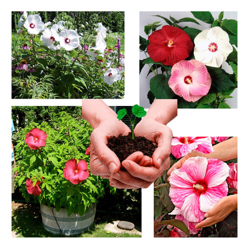 Hibisco Gigante Moscheutos Mix - Semente Flor Para Mudas