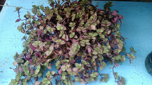 50 Plantas Para Jardines Verticales