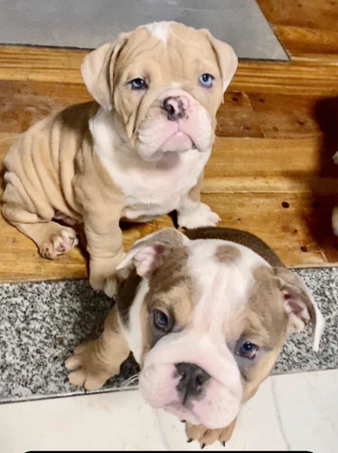 Imagen 2 de 5 de Bulldog Inglés Hemb Y Machitos Exóticos Triple Carrier