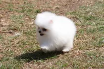 Comprar Pomerania Cachorro Hembra O Macho Pedigree Fire Caste Blanco