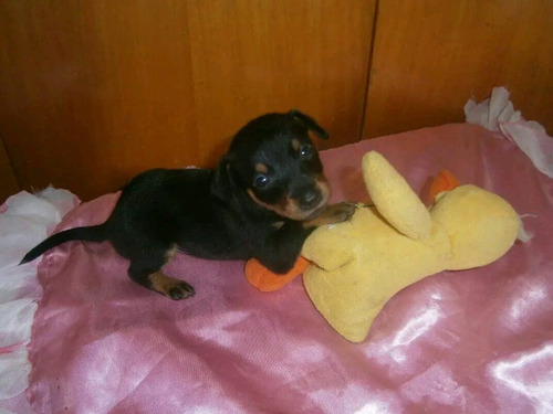 Pincher Mini Toy Hembra