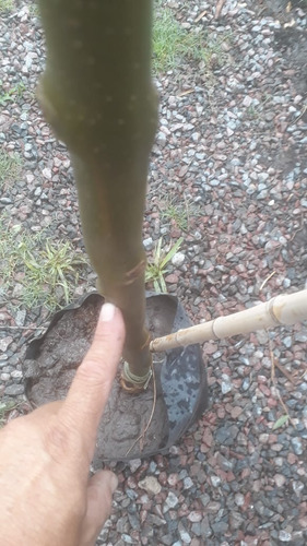 Imagen 10 de 10 de Fresno Dorado Arbol - Excelente - Vivero Hab X Senasa E/g