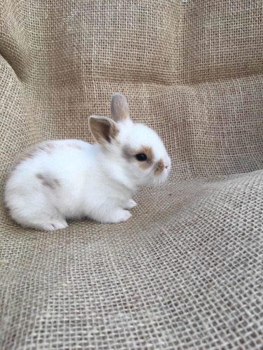 Imagem 1 de 5 de Mini Coelhos