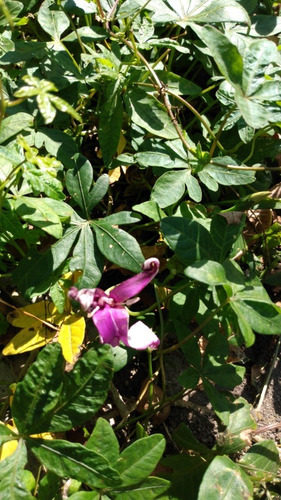 Trepadora Nativa - Enredaderas Con Flor - Campanilla Púrpura