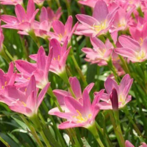 Junquilho Flor Com 10 Mudas Junquilhos Flor Cor Rosa