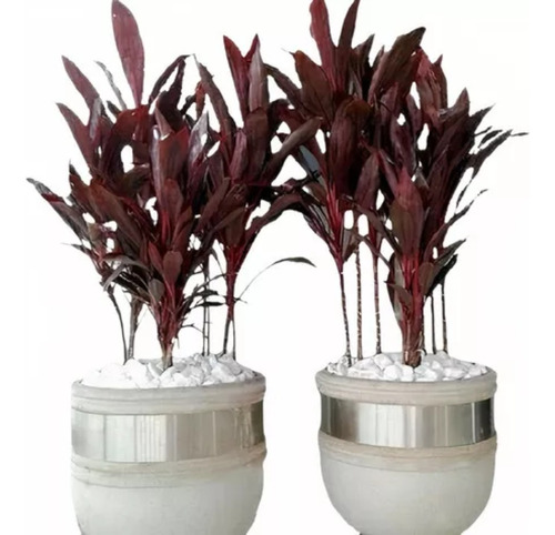 Planta Dracena Chocolate Roxa - Ótima Para Vasos E Jardins