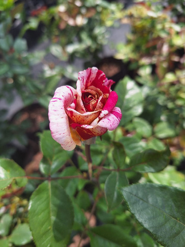Planta De Rosal De Rosas Matiz. Rojas Y Blancas Tallo Largo