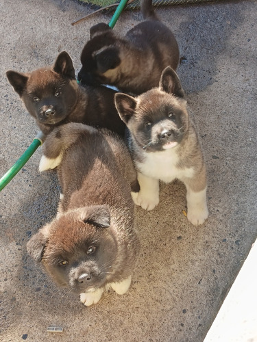 Cachorros Akita Americano