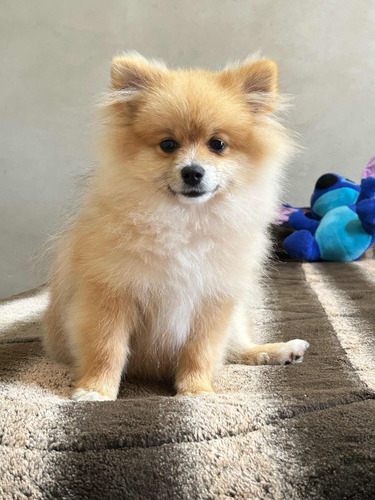 Spitz Alemão Anão Macho