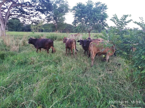 Imagen 4 de 13 de Finca Agropecuaria San Sivestre, Barinas En Venta
