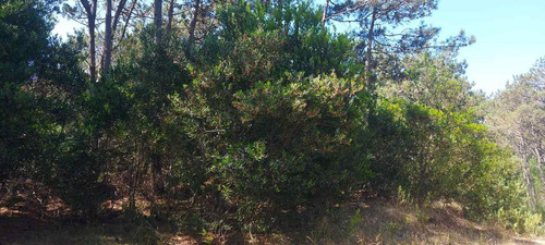 Terreno 922 M2 En Venta En La Paloma, Financio