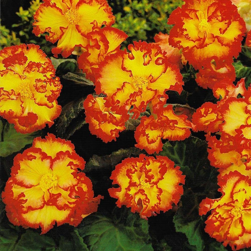 Bulbos De Begonia Coleccion 5 Colores Imp. Holanda