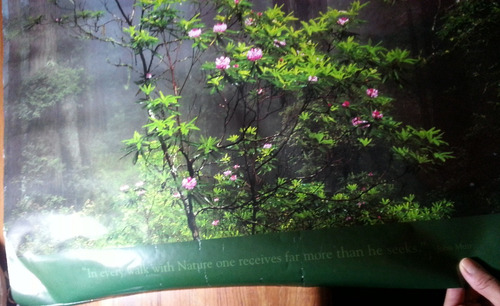 Afiche Poster Foto Mural Naturaleza Plantas Bosque Oferta