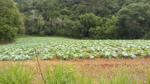 Imagem 3 de 14 de Vendo Ótimo Sítio Interior Sp.