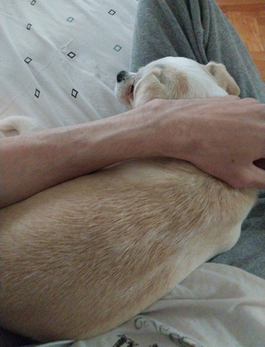 Imagen 3 de 5 de Guardería Canina El Cane !!!