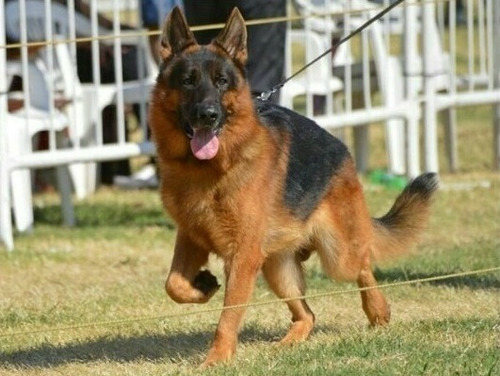 Vendo Cachorros De Ovejero Aleman