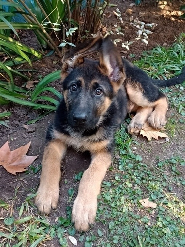 Imagen 2 de 5 de Adiestrador Canino Profesional - 28 Años De Experiencia