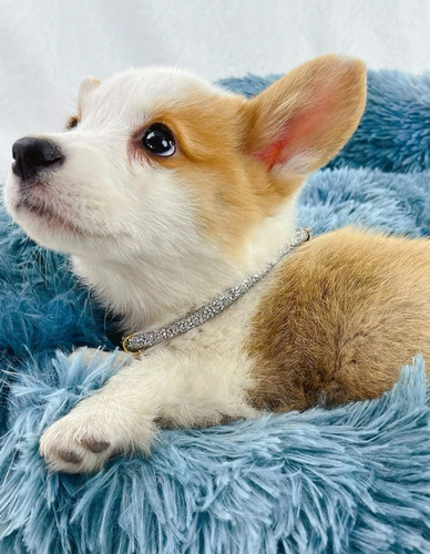 Collar De Lujo Con Colgante De Cristal De Corazón Perro Gato